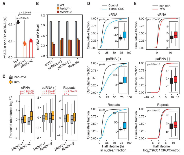 ��2��Mettl3��Ythdc1 ����Ӱ�CarRNA�ı��_(d��)��(w��n)����