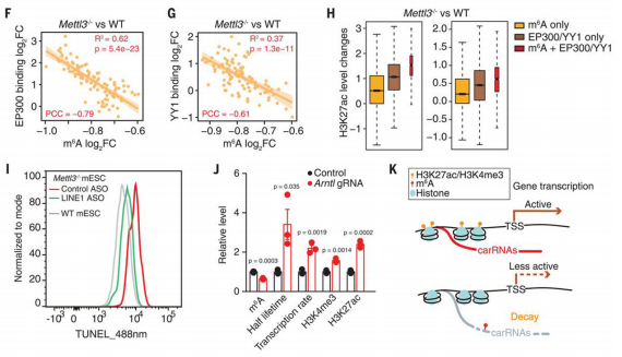��5��carRNA��m6A�׻�������carRNA�ķ�(w��n)���Ժ����λ�����D(zhu��n)�