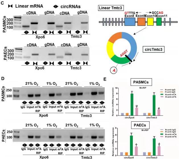 ��5��ָ����C