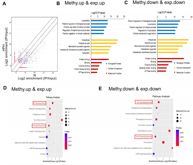 ��3��m6A MeRIP-seq��RNA-seq�Ϸ���