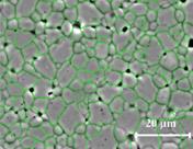 圖片包含 綠色, 站, 桌子, 鳥(niǎo)描述已自動(dòng)生成