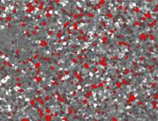 圖片包含 人, 人們, 軍事, 一群描述已自動(dòng)生成