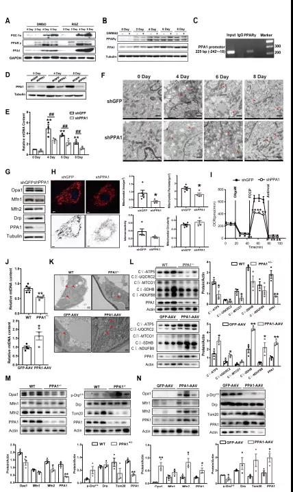 PPA1基因敲除小鼠模型