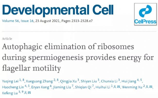 生殖組織特異性自噬