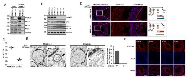 生殖組織特異性自噬
