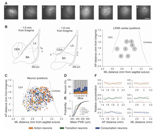ʹ��Inscopix���ɻ��(d��ng)�}�����@΢�Rӛ����ʺ���(j��ng)���(d��ng)-�ϲ�����