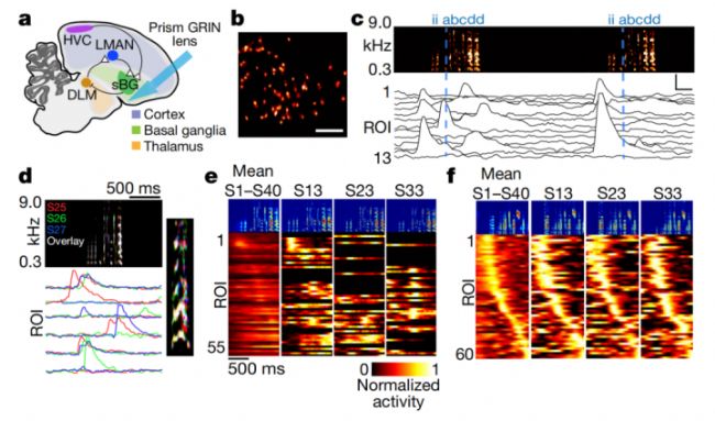 SN���ϻ�����ض��ڸ����ĺͿ�׃��-Inscopix-�ϲ�����