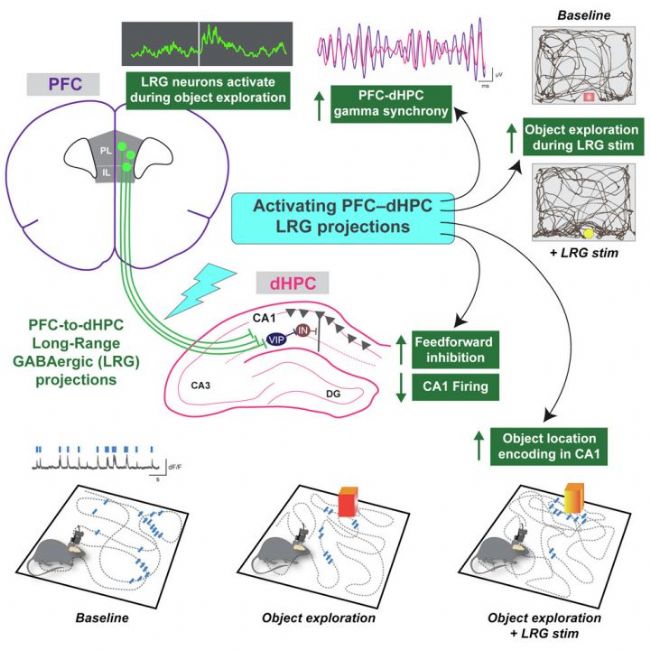 ǰ�~�~�L(zh��ng)���x���ƌ�(du��)���R����Ȯa(ch��n)�����϶��µĿ���cellInscopix-�ϲ�����