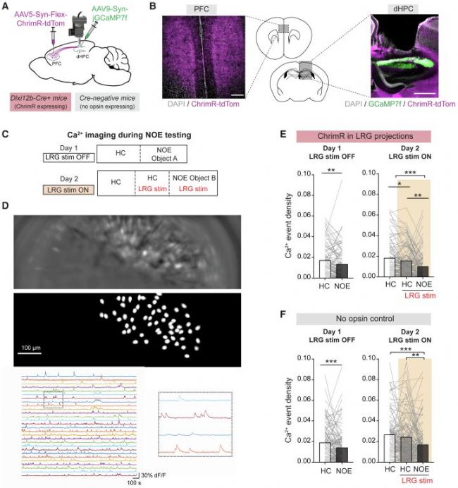 ���w̽�y(c��)�^(gu��)����PFC-dHPC LRGͶӰ��(du��)CA1��(j��ng)Ԫ���(d��ng)��Ӱ�Inscopix-�ϲ�����.jpg