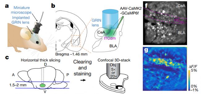 ʹ��Inscopix�����О��@΢�}����ϵ�y(t��ng)�^�����ʺ˼����܇��^(q��)�����(j��ng)Ԫ-�ϲ�����