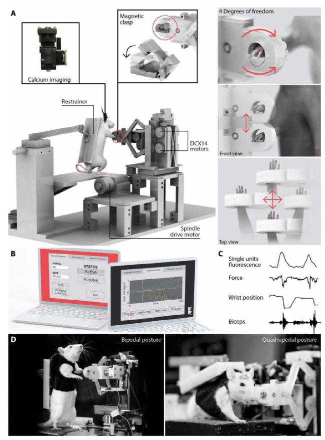 Inscopix��֫��(j��ng)�C(j��)����ƽ�_-�ϲ�����