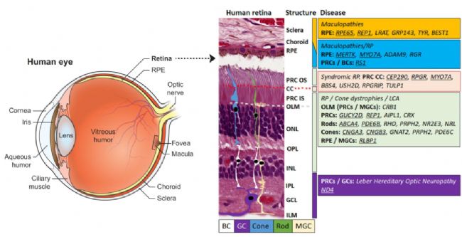 AAV�����ί����ۿƼ����о��еđ�(y��ng)�ü���Ҋע�䷽ʽ