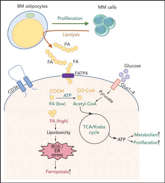 ��l(f��)�Թ�������(x��)����֬����(x��)�����T��(d��o)֬���ֽⲢͨ�^(gu��)֬�����D(zhu��n)�\(y��n)���הzȡ֬����