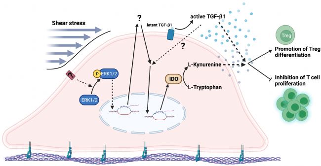 ���Б�(y��ng)��ͨ�^ ERK ��̖ͨ·����(qi��ng)������Ĥ�ɼ�(x��)���Է��ڽ錧(d��o)�������{(di��o)��(ji��)����