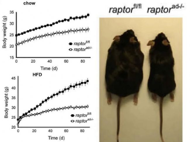 Rptor�����ó�С��