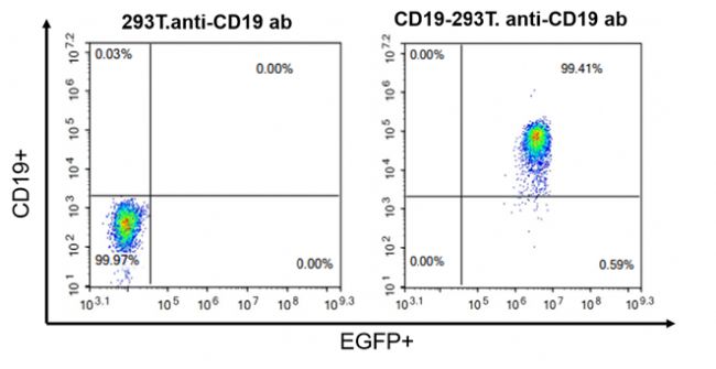 ��ʽ��(x��)���g(sh��)��CAR-T�R���аl(f��)ǰ��(y��ng)��