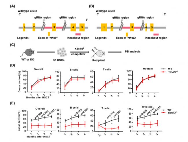 ��Ѫ�ɼ�(x��)��