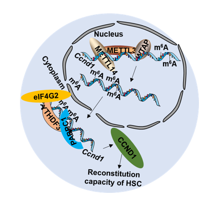 ��Ѫ�ɼ�(x��)��