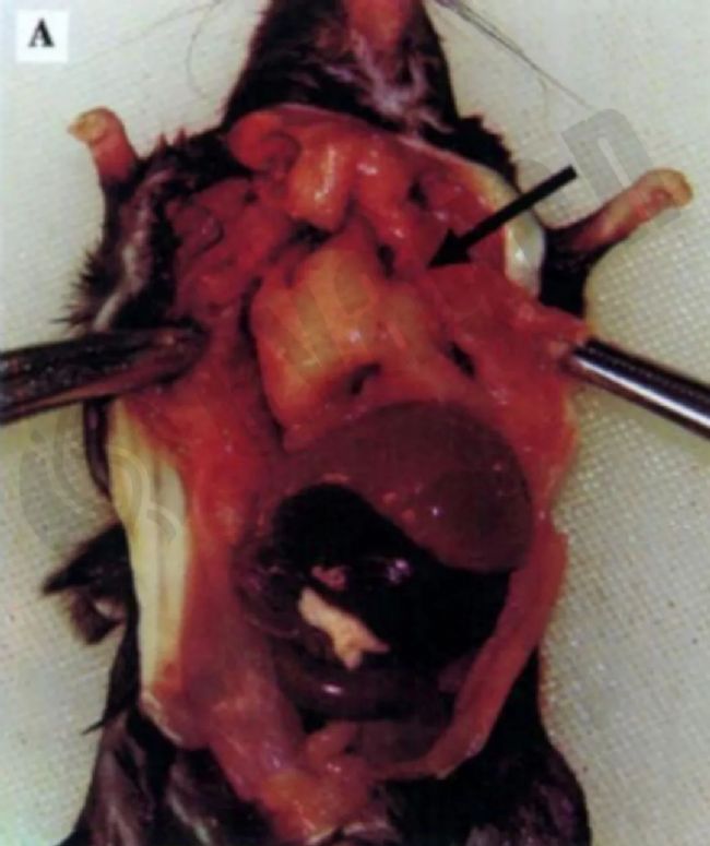 小鼠腫瘤性疾病