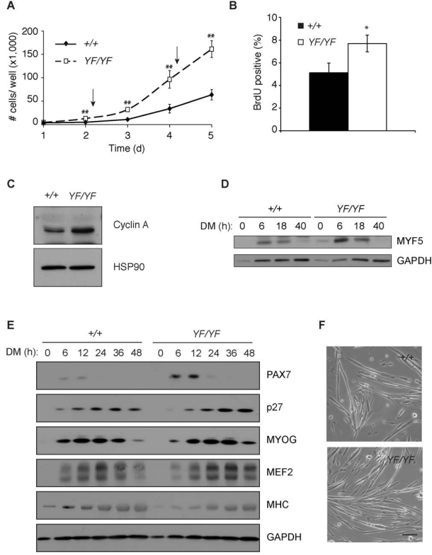 Creb1基因編輯小鼠