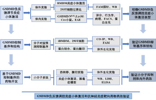 ����Ч��(y��ng)����GSDMD