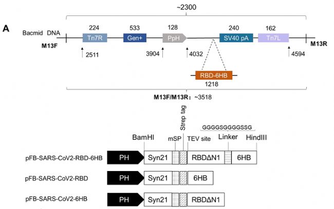 hACE2��Դ��С��