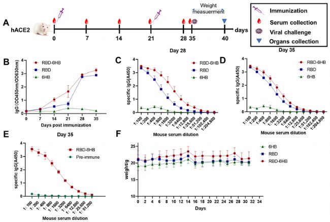 hACE2��Դ��С��