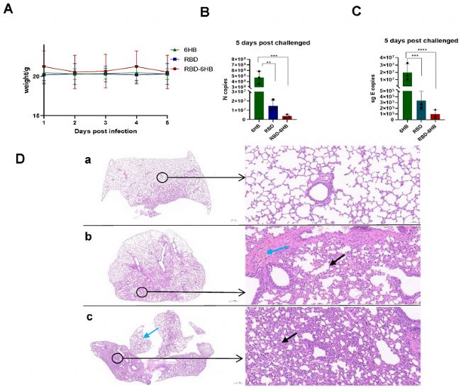 hACE2��Դ��С��