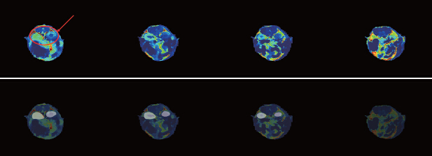 基于MRI(1T)的小鼠生理特征定量計算