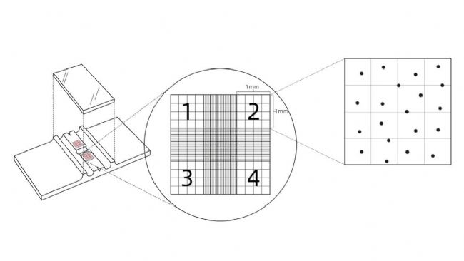 血細(xì)胞計(jì)數(shù)板-示意圖.jpg