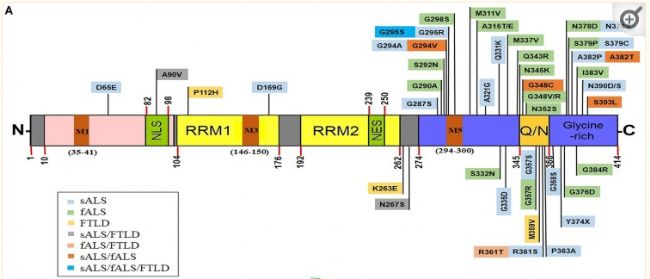 與漸凍癥ALS息息相關(guān)的致病基因TARDBP是天使還是魔鬼