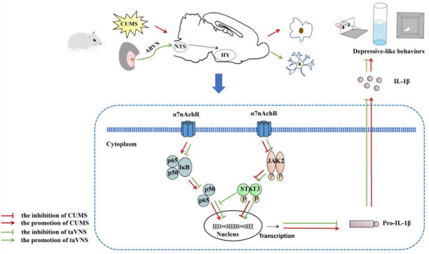 中醫(yī)科學(xué)院團隊解析經(jīng)皮耳迷走神經(jīng)刺激抗抑郁的分子機制