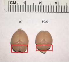 �z����С�X����ʧ�{