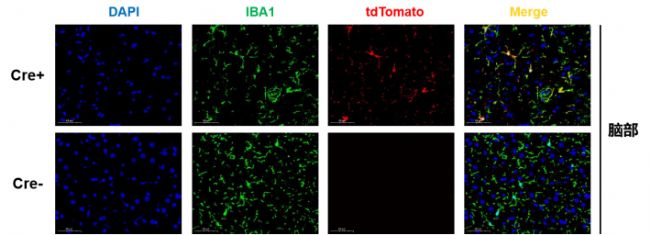 ����(qi��ng)�o��Cre��