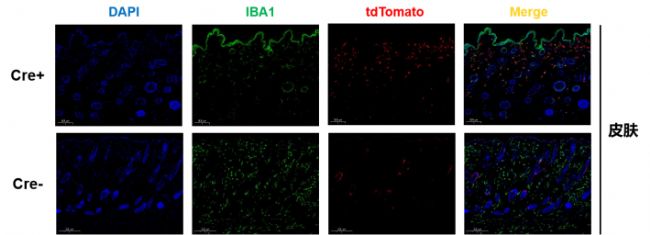 ����(qi��ng)�o��Cre��