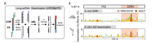 DNA柔性在抗體基因超突變中的作用