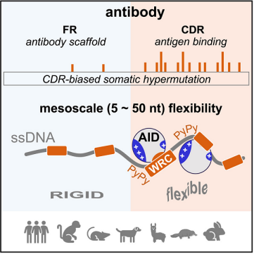 DNA柔性在抗體基因超突變中的作用