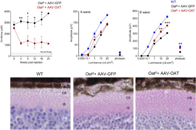 基因治療助力失明者重見光明
