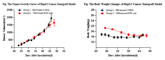 重度免疫缺陷小鼠C-NKG 構(gòu)建的CDX模型