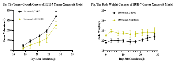 重度免疫缺陷小鼠C-NKG 構(gòu)建的CDX模型