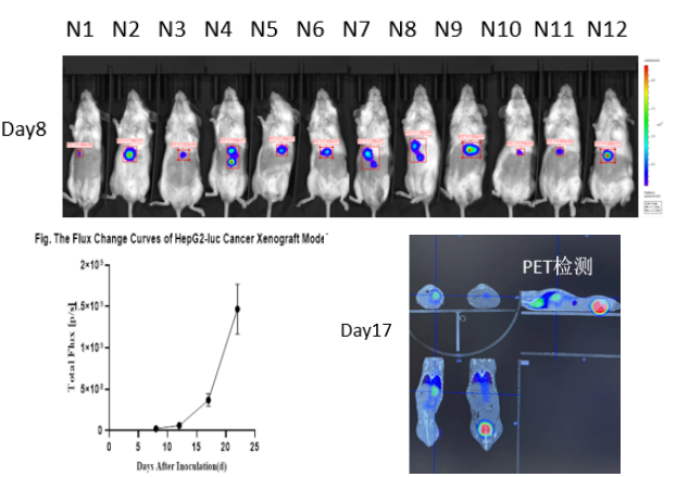 重度免疫缺陷小鼠C-NKG 構(gòu)建的CDX模型