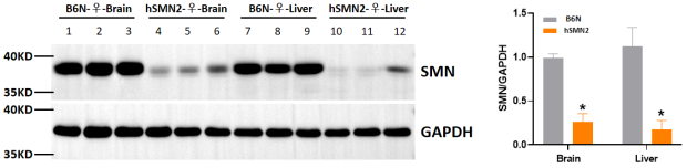 hSMN2全基因組人源化模型驗(yàn)證數(shù)據(jù)