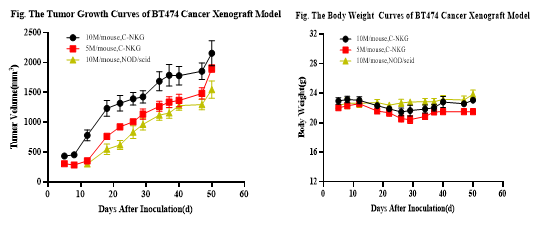 乳腺癌的臨床前研究常見動物模型