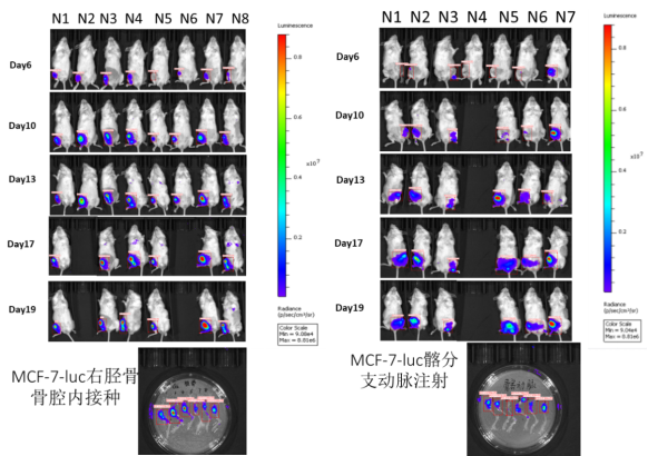 乳腺癌的臨床前研究常見動物模型