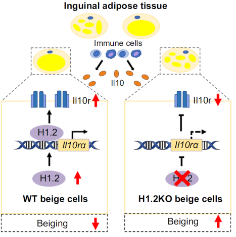 防控肥胖新靶標