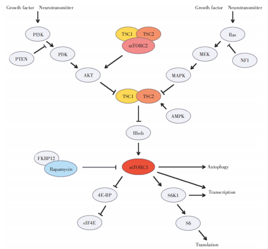 結(jié)節(jié)性硬化癥