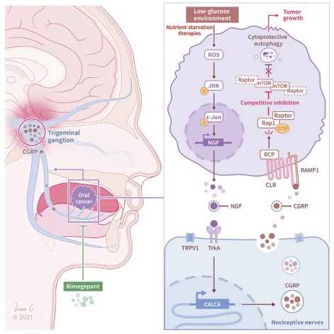 癌細(xì)胞借助神經(jīng)來對(duì)抗饑餓療法