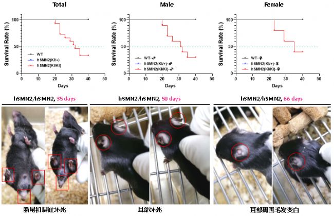 B6-hSMN2(SMA)小鼠