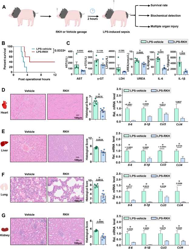 新型三肽對(duì)致死性膿毒癥的保護(hù)作用