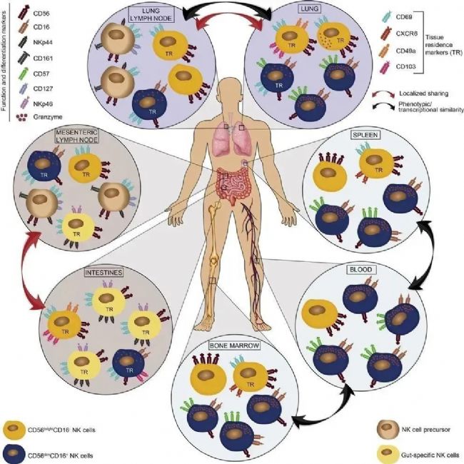 �D6. NK��(x��)����Ⱥ�ֲ�[6].jpg